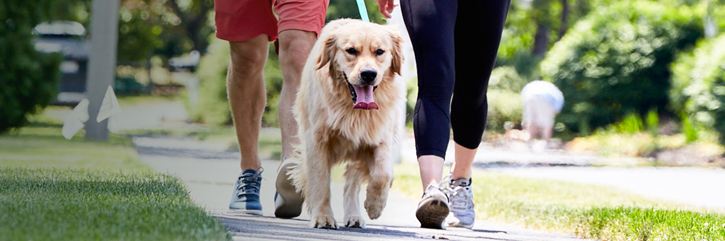 DogWatch by Top Dog Pet Fence, Cohoes, New York | SideWalker Leash Trainer Slider Image