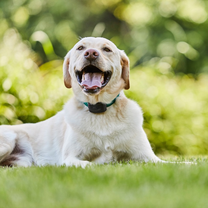 Best Underground Fence for Dogs