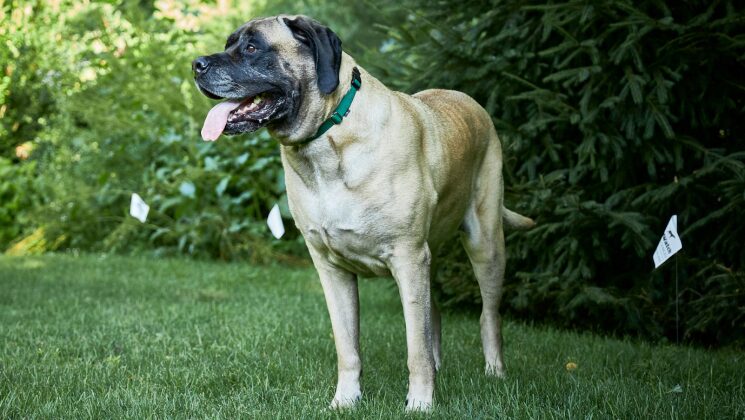 Dog With SogWatch Collar