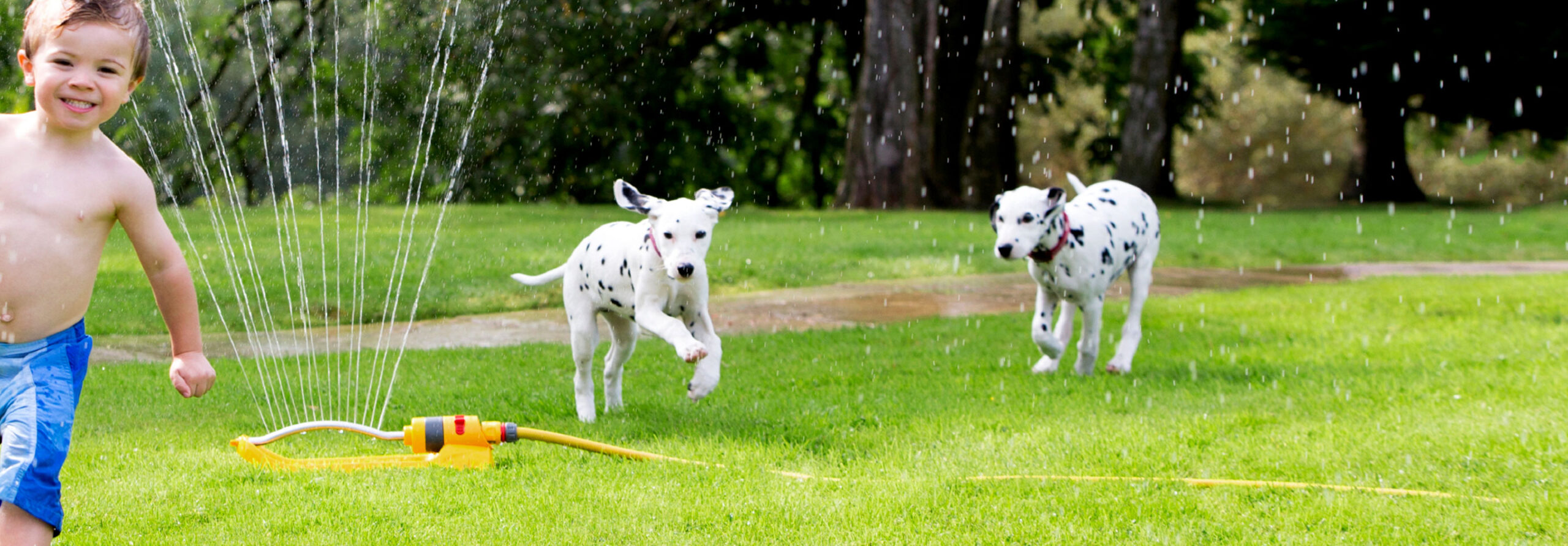 DogWatch by Top Dog Pet Fence, Cohoes, New York | Saratoga Hidden Dog Fence Professionals Footer Image Image